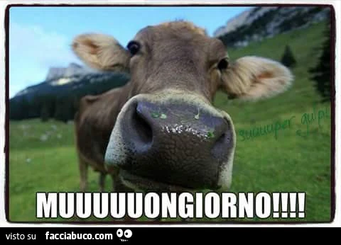 Muongiorno