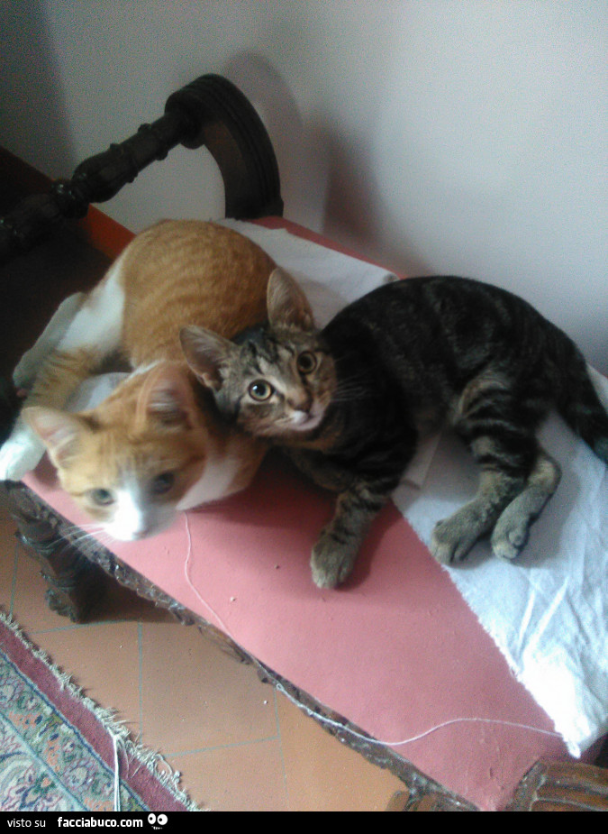 Caramella e Pigna, i due nuovi gatti di Ridottomale