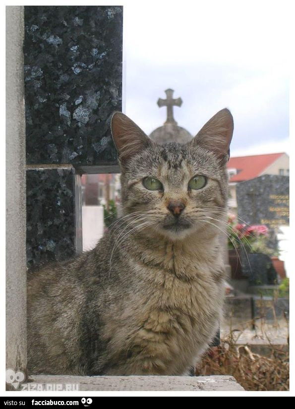 Illusione ottica del gatto con la croce in testa