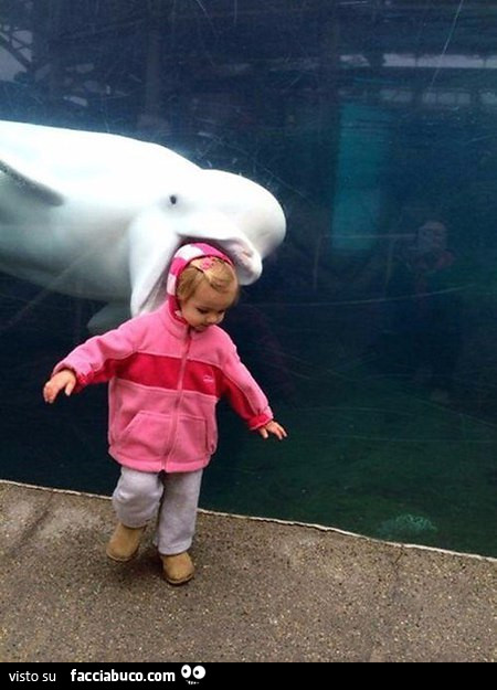 Il delfino cerca di mangiarsi la bimba