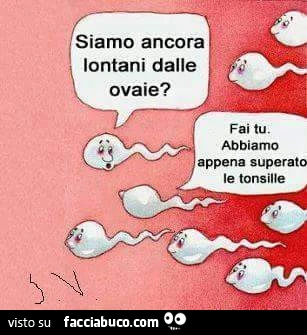 Siamo ancora lontani dalle ovaie? Fai tu. Abbiamo appena superato le tonsille