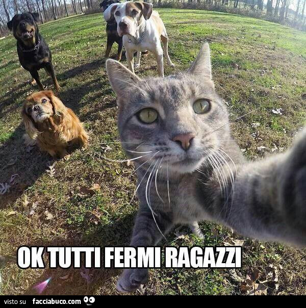 Selfie del gatto assieme ai cani. Ok tutti fermi ragazzi
