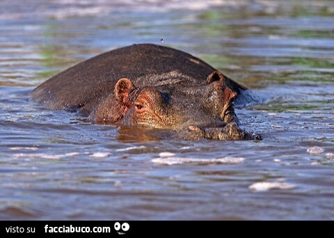Ippopotamo a filo d'acqua