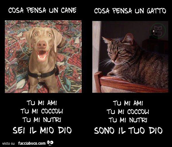 Cosa pensa un cane. Cosa pensa un gatto