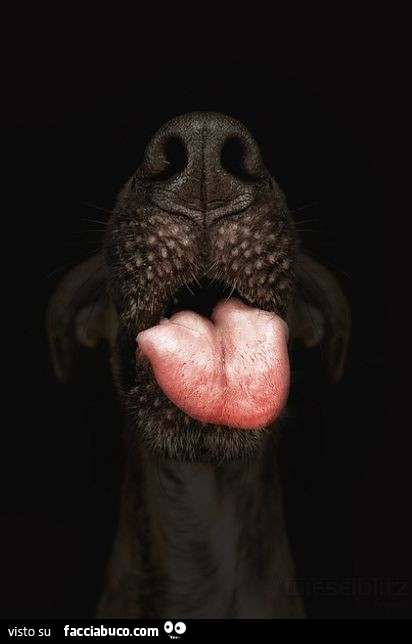 Cane che fa la linguaccia