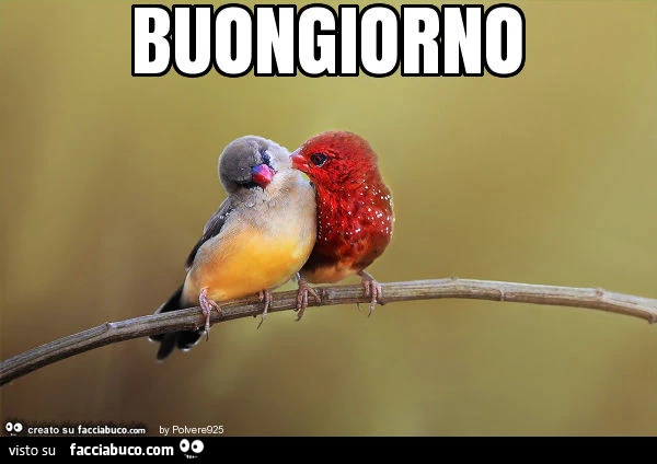 Buongiorno