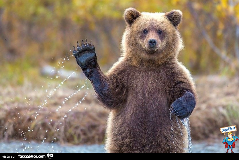 Foto orso che saluta