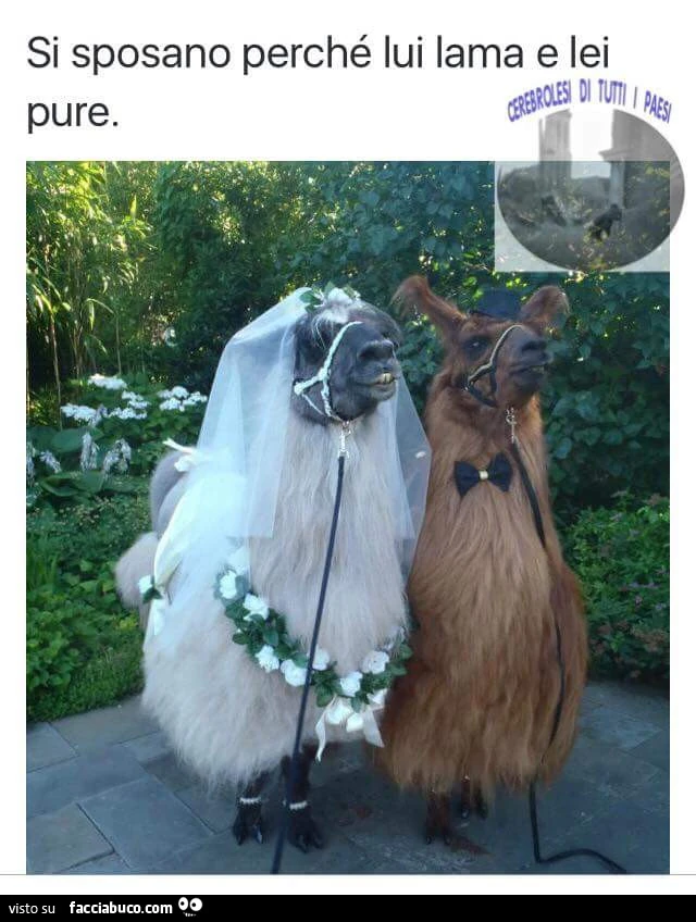 Si sposano perché lui lama e lei pure