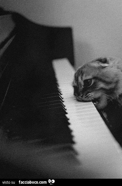 Gatto suona il piano a morsi