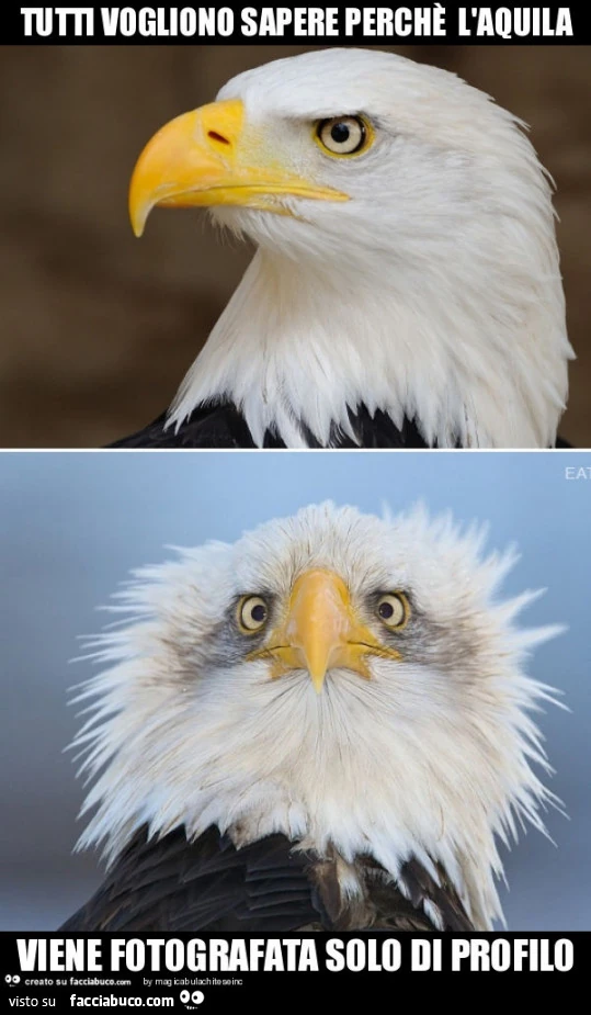 Tutti vogliono sapere perchè l'aquila viene fotografata solo di profilo