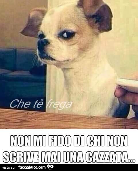 Cane sospettoso: non mi fido di chi non scrive mai una cazzata