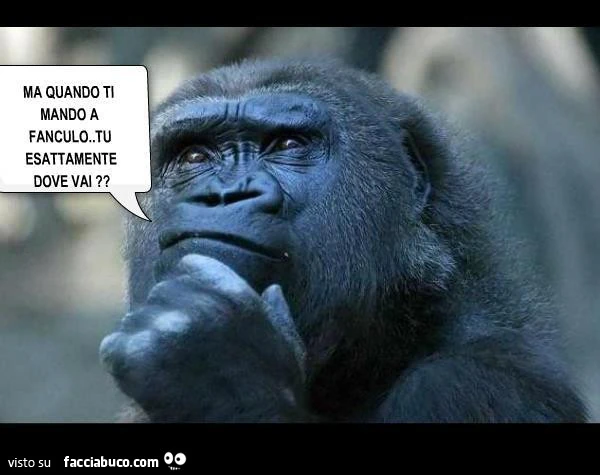 Scimpanzè che pensa: ma quando ti mando a fanculo&hellip; tu esattamente dove vai?