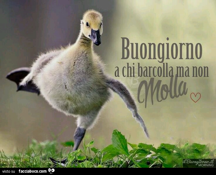 Buongiorno a chi barcolla ma non molla