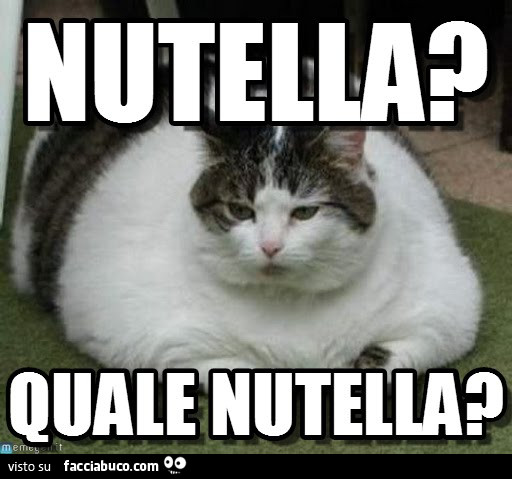 Gatto obeso. Nutella? Quale Nutella?