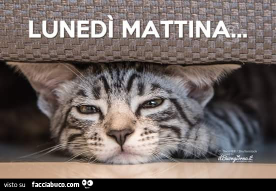 Gatto esausto. Lunedì mattina