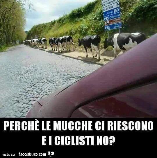 Perchè le mucche ci riescono e i ciclisti no?