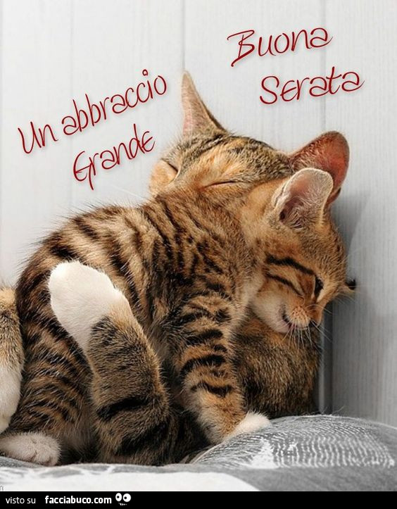 Mamma gatta abbraccia il gattino. Un abbraccio grande. Buona serata