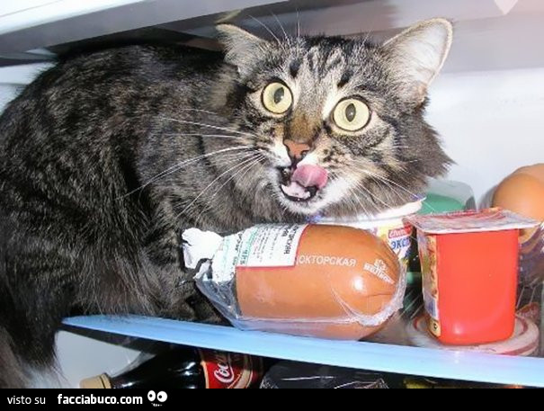 Gatto dentro al frigo che si lecca i baffi