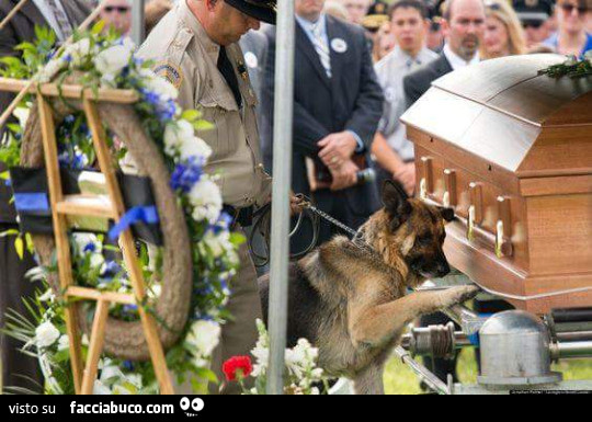 Cane saluta il suo padrone morto al funerale
