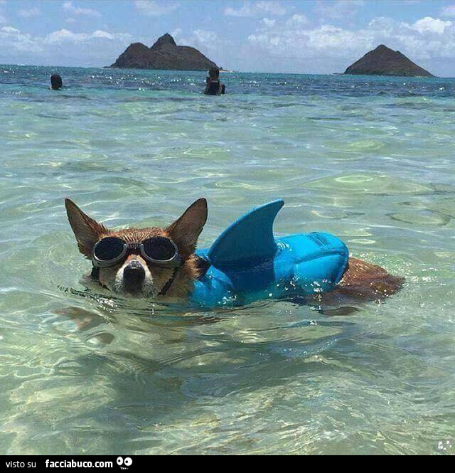 Cagnolino al mare con la pinna da squalo