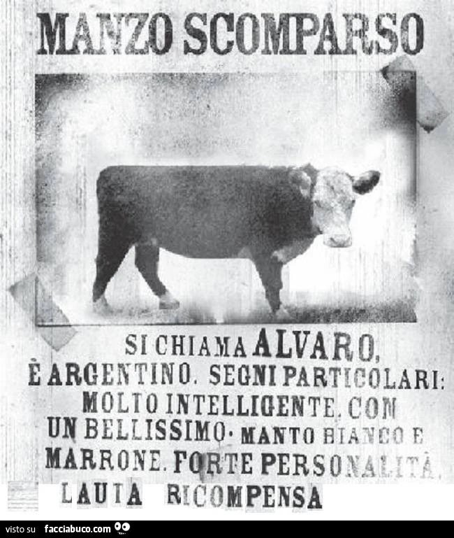 Manzo scomparso. Si chiama Alvaro, è argentino. Segni particolari: molto intelligente con un bellissimo manto bianco e marrone. Forte personalità
