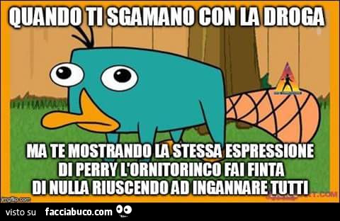Quando ti sgamano con la droga ma te mostrando la stessa espressione di Perry l'ornitorinco fai finta di nulla riuscendo ad ingannare tutti