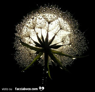 Fiore con gocce di ruggiada davanti la luna
