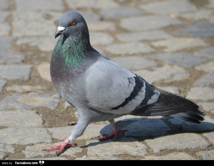 Piccione in posa