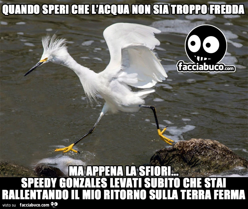 Quando speri che l'acqua non sia troppo fredda, ma appena la sfiori&hellip; Speedy Gonzales levati subito che stai rallentando il mio ritorno sulla terra ferma