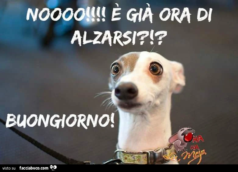 Nooo! È Già ora di alzarsi? Buongiorno