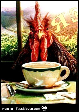 Il gallo ti guarda storto mentre fa colazione