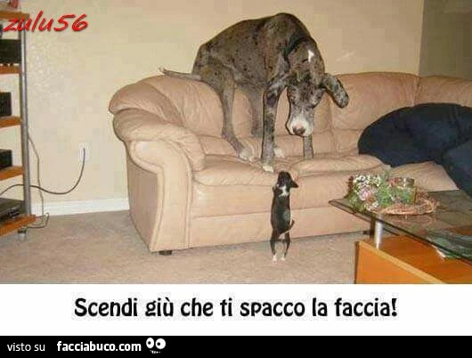 Cagnolino ad alano. Scendi giù che ti spacco la faccia