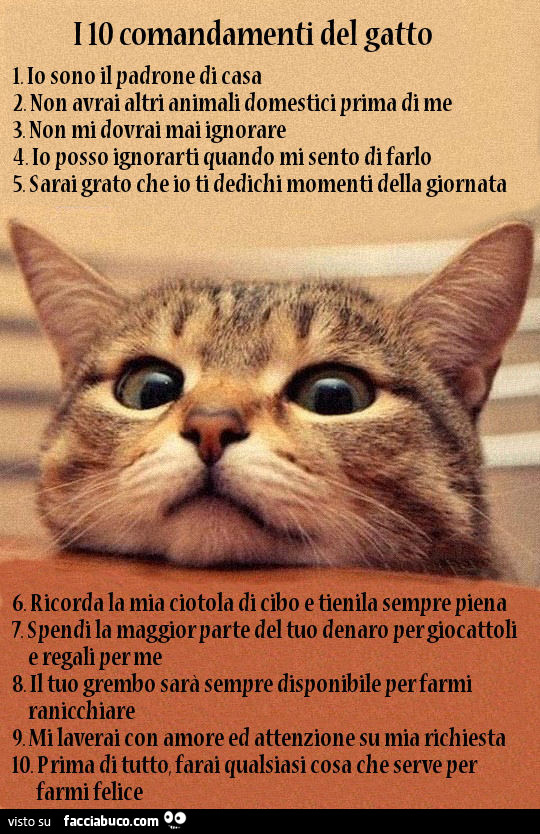 I 10 comandamenti del gatto
