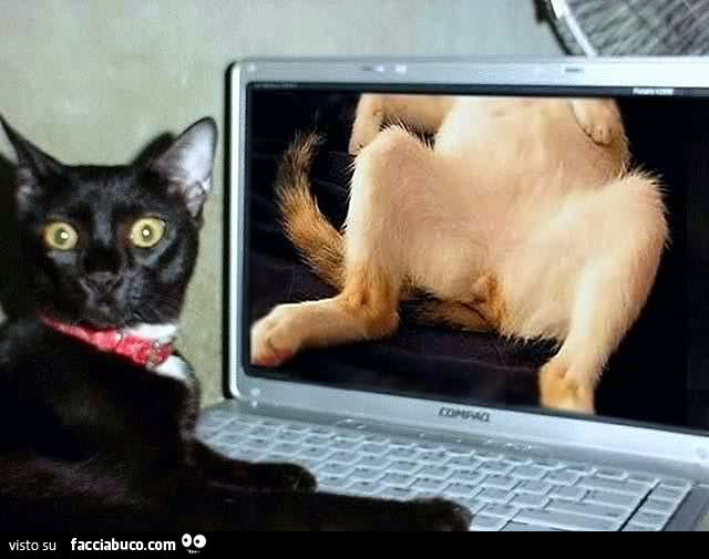Il gatto beccato a guardare un video porno