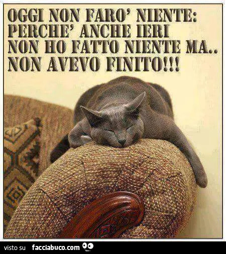Immagini divertenti - Pagina 9 0euoc3vou8-oggi-non-faro-niente-perche-anche-ieri-non-ho-fatto-niente-ma-non-avevo-finito_a