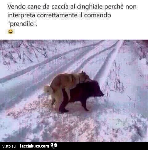 Vendo cane da caccia al cinghiale perchè non interpreta in maniera corretta il comando prendilo