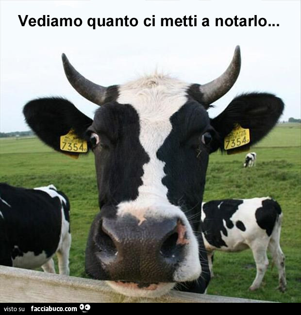 Mucca in primo piano. Vediamo quanto ci metti a notarlo