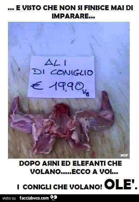 Ali di coniglio. Dopo asini ed elefanti che volano ecco a voi i conigli che volano! Olè