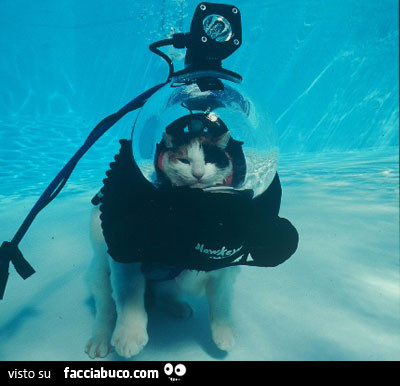 Gatto sott'acqua con la maschera da sub