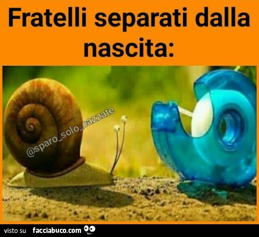 Fratelli separati dalla nascita