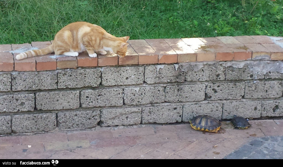 Gatto sul muretto guarda tartarughe