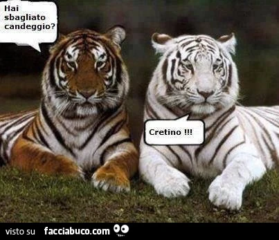 Hai sbagliato candeggio? Cretino