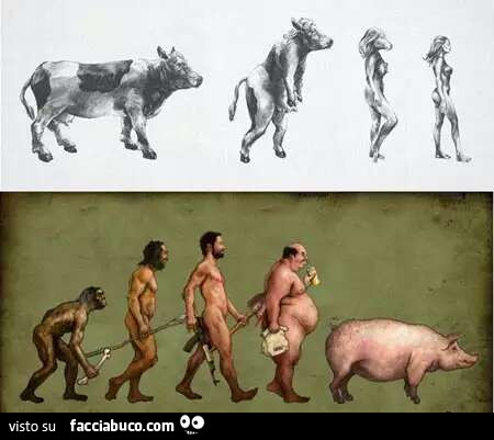 Evoluzione della donna da vacca. Evoluzione dell'uomo dalla scimmia al porco