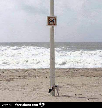 Cane ribelle fa la pipì sul palo con affisso il cartello divieto cani