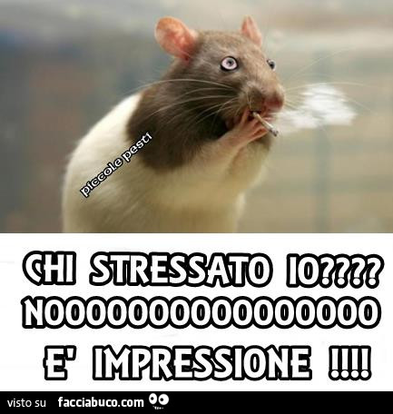 Criceto che fuma. Chi stressato io? Nooo è impressione