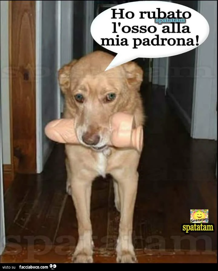 Ho rubato l'osso alla mia padrona
