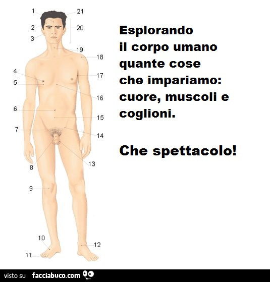 Esplorando il corpo umano quante cose che impariamo: cuore, muscoli e coglioni. Che spettacolo