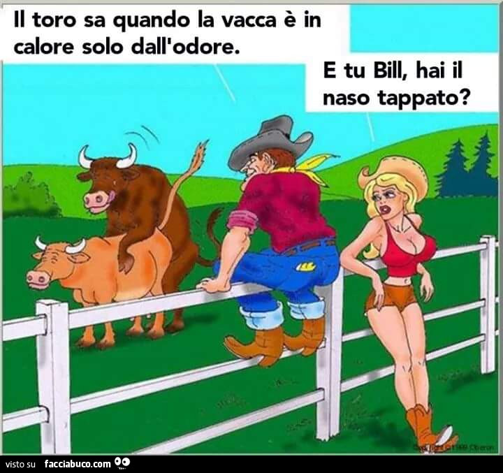 Toro vacca