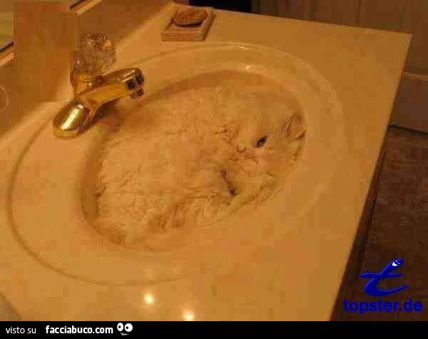 Gatto mimetizzato dentro il lavabo del bagno