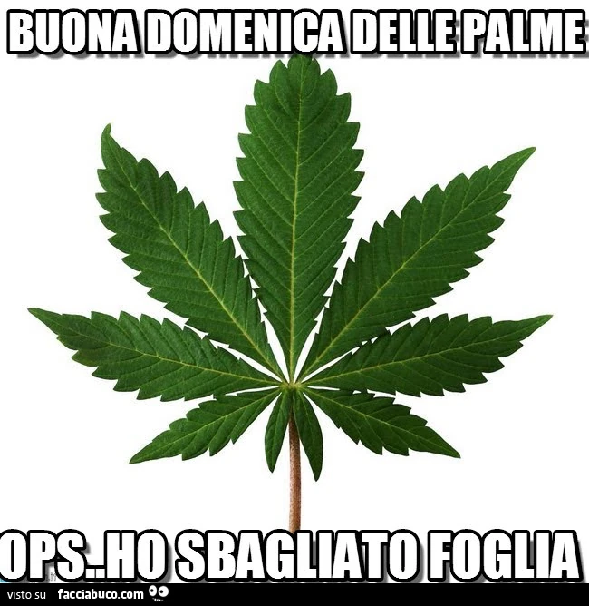 Buona domenica delle palme. Ops&hellip; Ho sbagliato foglia